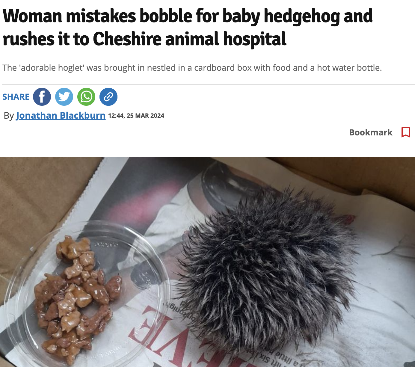 sea urchin - Woman mistakes bobble for baby hedgehog and rushes it to Cheshire animal hospital The 'adorable hoglet' was brought in nestled in a cardboard box with food and a hot water bottle. f By Jonathan Blackburn , enue Kis R Bookmark
